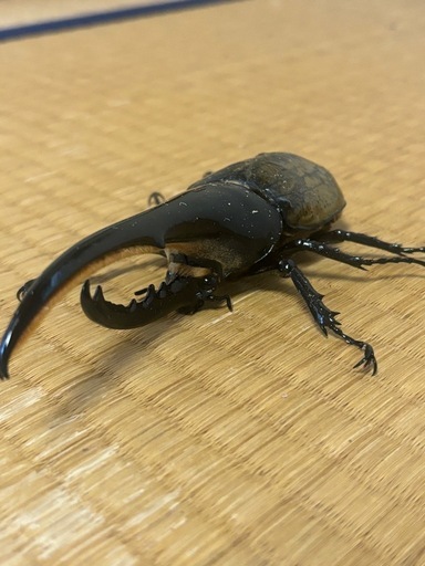 オススメヘラクレス！