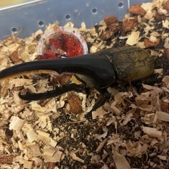 オススメヘラクレス！の画像