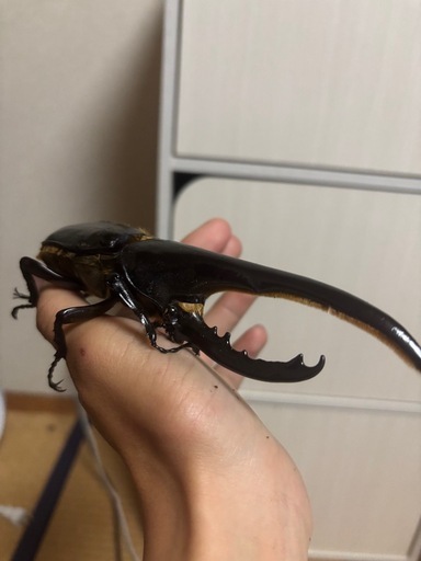 オススメヘラクレス！