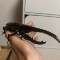 オススメヘラクレス！の画像