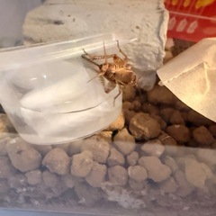 餌用コオロギの画像