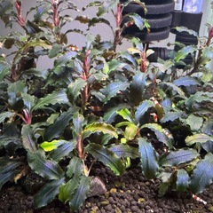 格安2株 ブセファランドラ の画像