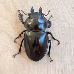  西表島東部　後良川産　ヤエヤママルバネクワガタ　メス3匹 の画像