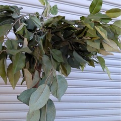 人工観葉植物セット ウォールグリーン フェイクグリーン の画像