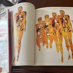 人体の不思議展、写真集の画像