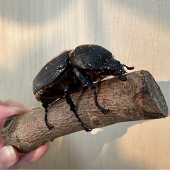 【早い者勝ち】ヘラクレスヘラクレス メス11匹 繁殖個体の画像