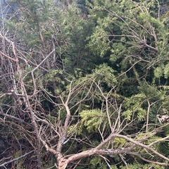 伐採枝　焚き付け　薪の画像