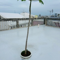 170cmパパイヤ　観葉植物　ガーデニング
の画像