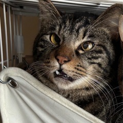 里親募集中🐾🤍