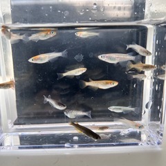 ミックスメダカ【写真の個体】bの画像