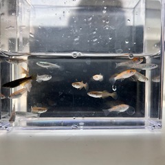 ミックスメダカ【写真の個体】aの画像