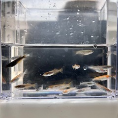 ミックスメダカ【写真の個体】aの画像