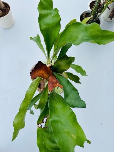 ビカクシダ4株　観葉植物　ガーデニング