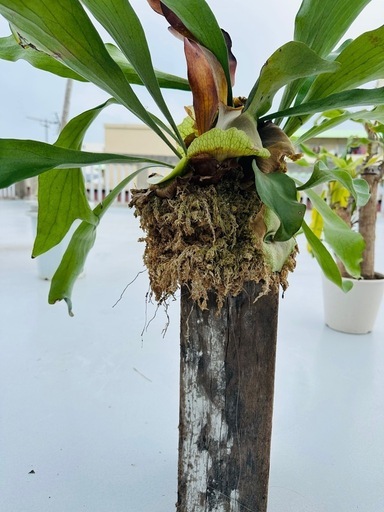 ビカクシダ4株　観葉植物　ガーデニング