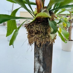 ビカクシダ4株　観葉植物　ガーデニングの画像