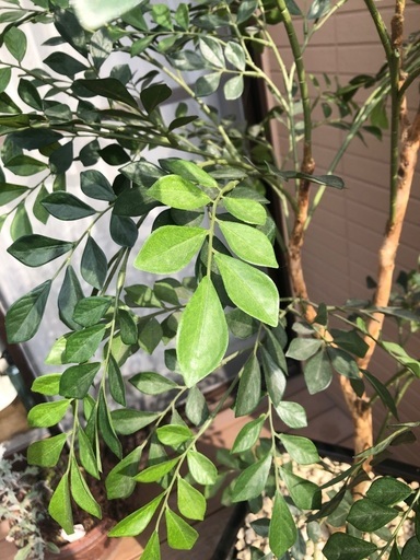 観葉植物　フェイク　造花　グリーン　