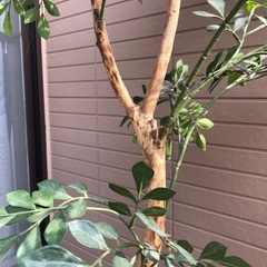 観葉植物　フェイク　造花　グリーン　の画像