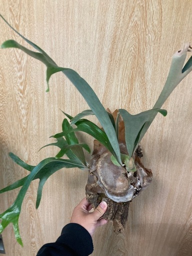 ビカクシダ　ビフルカツム　斑入り