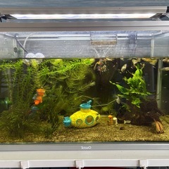 グッピーの稚魚の画像