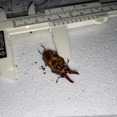 【♂単】カスタネウスノコギリ【カリンポン】2番の画像