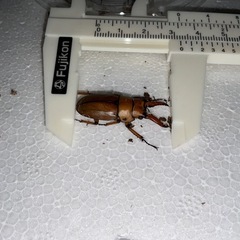 【♂単】カスタネウスノコギリ【カリンポン】2番の画像