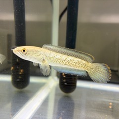 引き取り限定　スチュワートスネークヘッドの画像