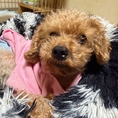 ペットシート、下さい。