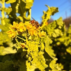 西洋蜜蜂の画像