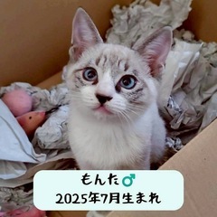 2/15(日)保護猫の里親会in津市 − 三重県