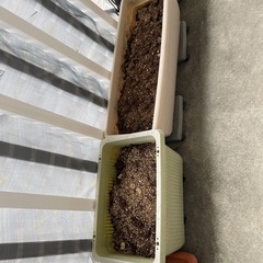 草木を抜いた後の鉢の画像