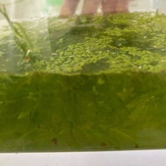 無料！水草&レッドラムズホーン稚貝の画像