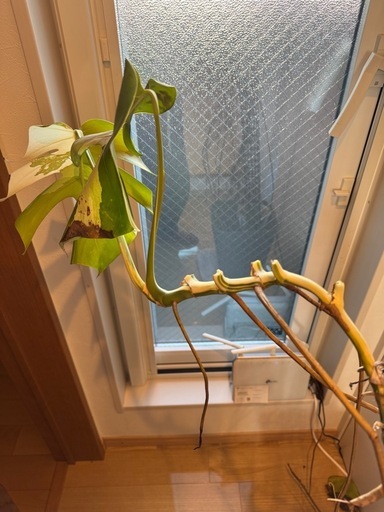 斑入り　モンステラ