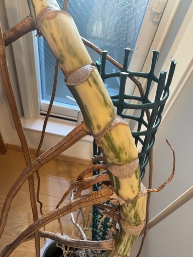斑入り　モンステラ
