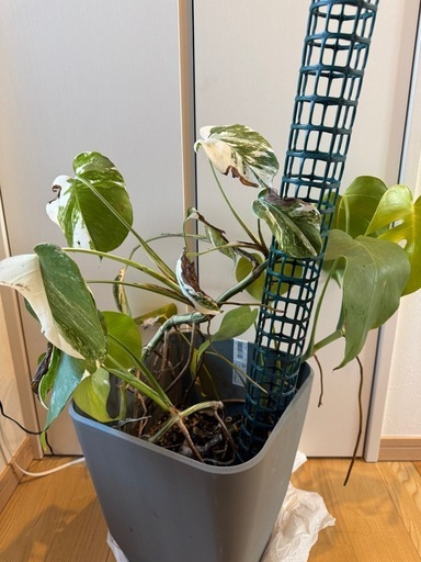 斑入り　モンステラ②