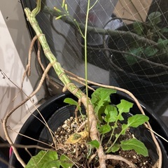 斑入り　モンステラ③の画像