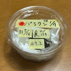 パラワンオオヒラタクワガタ♀の画像