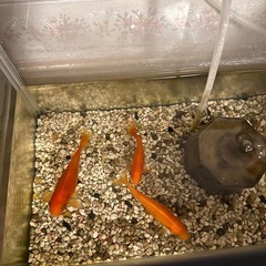 透明ガラス製の水槽と付属品セット、金魚３匹の画像