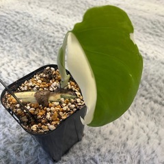 【観葉植物】✨限定レアな大株✨モンステラホワイトタイガー　✨かっこいいタグ付✨の画像