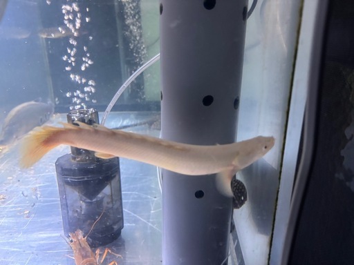 プラチナセネガルポリプ