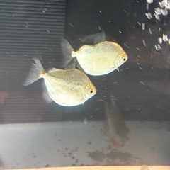 メチニスspモラ　2匹セットの画像