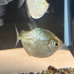 メチニスspモラ　2匹セットの画像