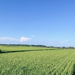 【三重県産コシヒカリ】玄米30kgの画像