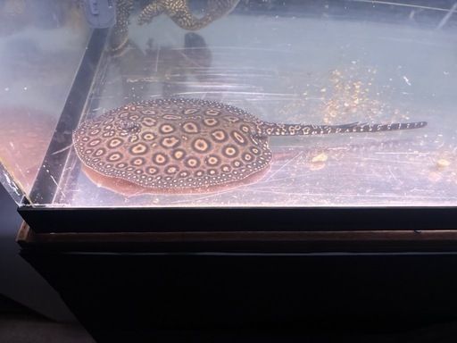 ポルカ