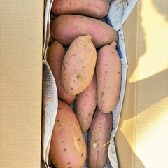 さつまいも 紅はるか　訳ありB級品 サイズ色々　無農薬家庭菜園約五キロ（箱含む）の画像