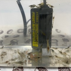  【お譲り先決定】ミナミヌマエビ10匹　受付 停止中⚠️の画像