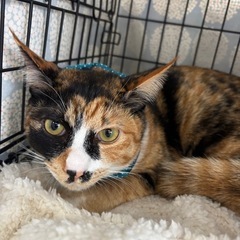 2月15日（日）💖小郡市力武の譲渡会に参加します（ウイルス…