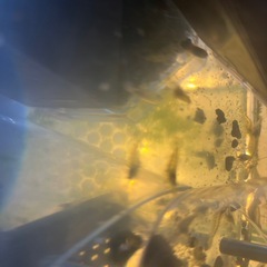 アクアリウム ヌマエビ類10〜50。混ざります 足場など考慮し水草など入る可能性あり　ミナミヌマエビ抱卵するメス可能性ありの画像