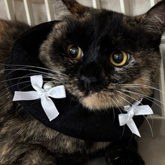 2月15日（日）💖小郡市力武の譲渡会に参加します（ウイルス…