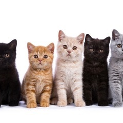 🐱猫好きさんと繋がりたい🙌