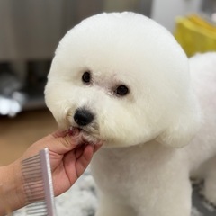 ‼️枠残りわずか🙇‍♀️🐶わんちゃんカットモデル募集✂️